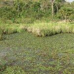 Pontederia diversifolia Habitat