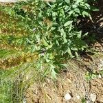 Salvia officinalis Blüte