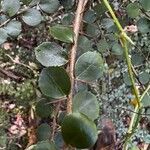 Hemionitis rotundifolia Leaf