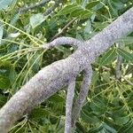 Swietenia mahagoni Кара