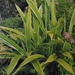 Carex siderosticta Blatt