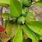 Psidium cattleyanum Fruit