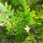 Glycyrrhiza echinata Leaf