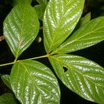 Paullinia pinnata Leaf