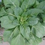 Digitalis purpurea Leaf