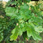 Quercus × rosacea Folha