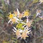 Galatella sedifolia Floare