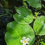 Nymphoides ezannoi Leaf