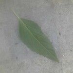 Mercurialis annua Leaf