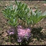 Hydrophyllum capitatum Habit