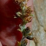 Artemisia genipi Fruit