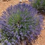 Lavandula × intermedia Flower