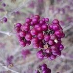 Callicarpa bodinieri Плід