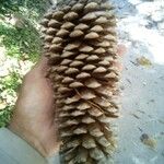 Pinus lambertiana Corteza