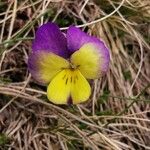 Viola calcarata फूल