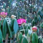 Rhododendron lanigerum Habitus