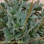 Jacobaea auricula Otro