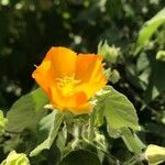 Abutilon grandifolium Fleur