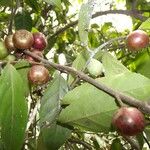 Flacourtia rukam Frucht