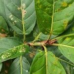 Ficus costaricana Leaf