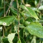 Celtis caucasica Fruit