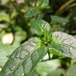 Elephantopus elatus Hoja