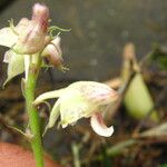 Polystachya carnosa Flor