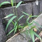 Setaria faberi Blad