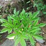 Amorphophallus paeoniifolius Yaprak