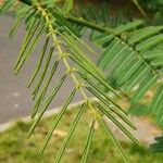 Mimosa pigra 叶