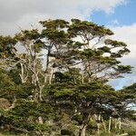 Nothofagus betuloides Habit