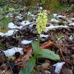 Orchis pallens 整株植物