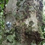 Hylodendron gabunense Corteza