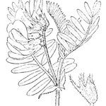 Vicia argentea Otro