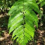 Thelypteris reticulata Лист