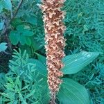 Orobanche laserpitii-sileris Flower