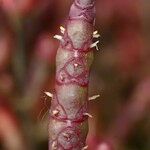 Salicornia procumbens Blüte