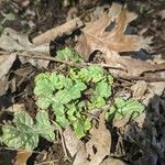 Salvia lyrata Habit