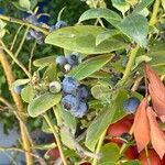 Vaccinium corymbosum Leaf