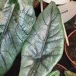 Alocasia heterophylla Folha