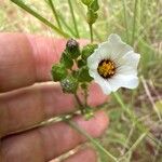 Sida linifolia Flower