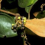 Miconia holosericea