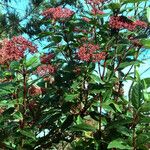 Viburnum tinus Хабит