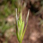 Danthonia californica