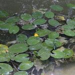 Nuphar pumila फूल