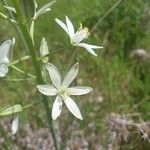 Ornithogalum narbonense Flower