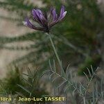 Astragalus hispanicus Flower
