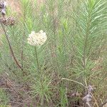 Asclepias linaria Агульны выгляд