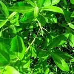 Salix appendiculata Lehti