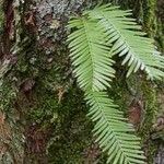 Metasequoia glyptostroboides ഇല